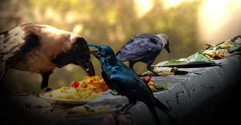 Why are crows fed Shraddha food