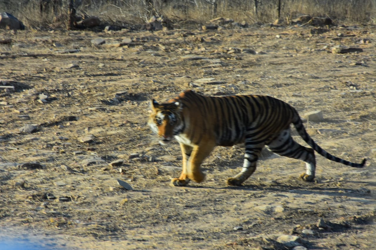 shivpuri, Chief Minister ,Madhav National Park