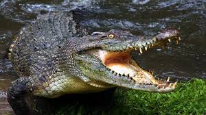 maihar,   stir due , sighting of a crocodile