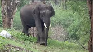 rudki, Elephants entered , military area 