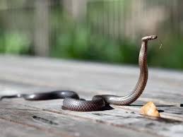 chatarpur,   5 feet long cobra , forest department officer