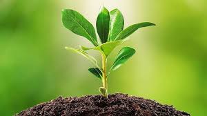 khatima, Organized , plant distribution program