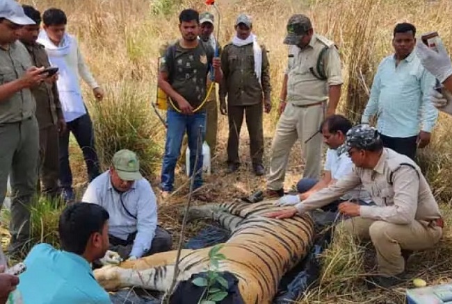 mandla, One male tiger, Kanha Tiger Reserve