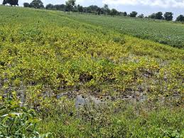 harda, Soybean crop ,double blow