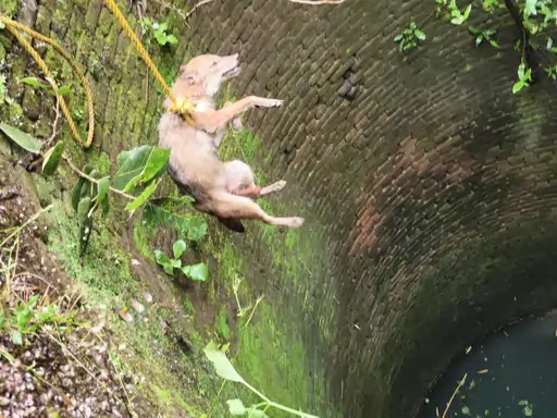 anuppur, Snake watchman rescues, jackal