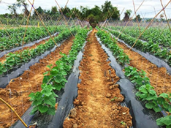 bhopal, Vegetable clusters , Madhya Pradesh