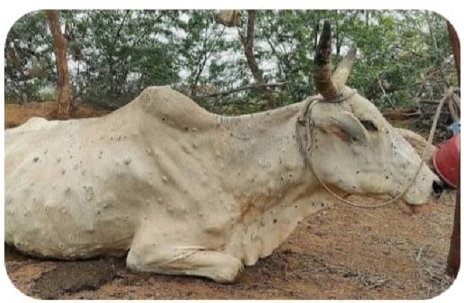 bhopal, Advisory issued, prevention and control  