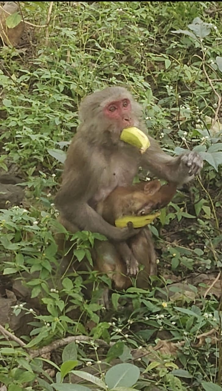 anuppur,  monkey kept roaming, child clutched 
