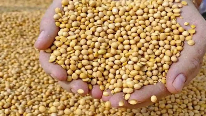 bhopal,Model rate , soybean continues 