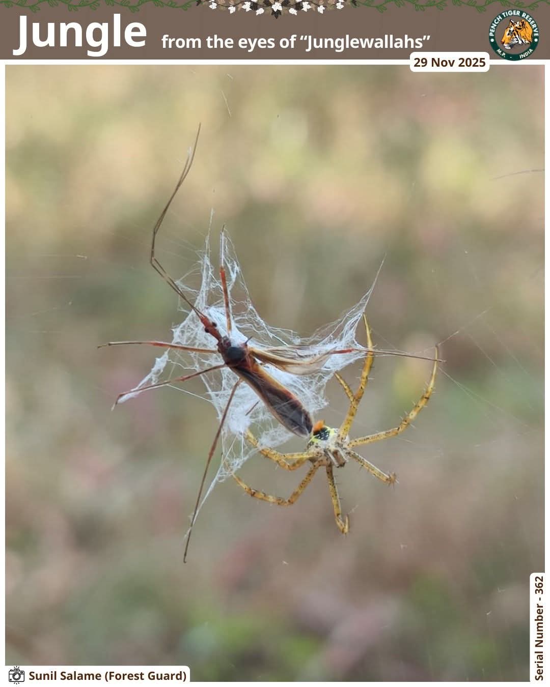 seoni, Forest guard captures ,  Pench Tiger Reserve
