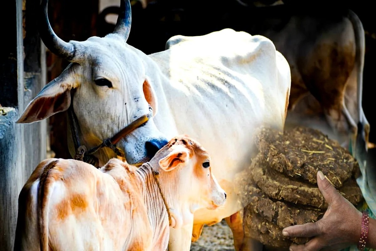 unique scam, MP, cow dung,  urine