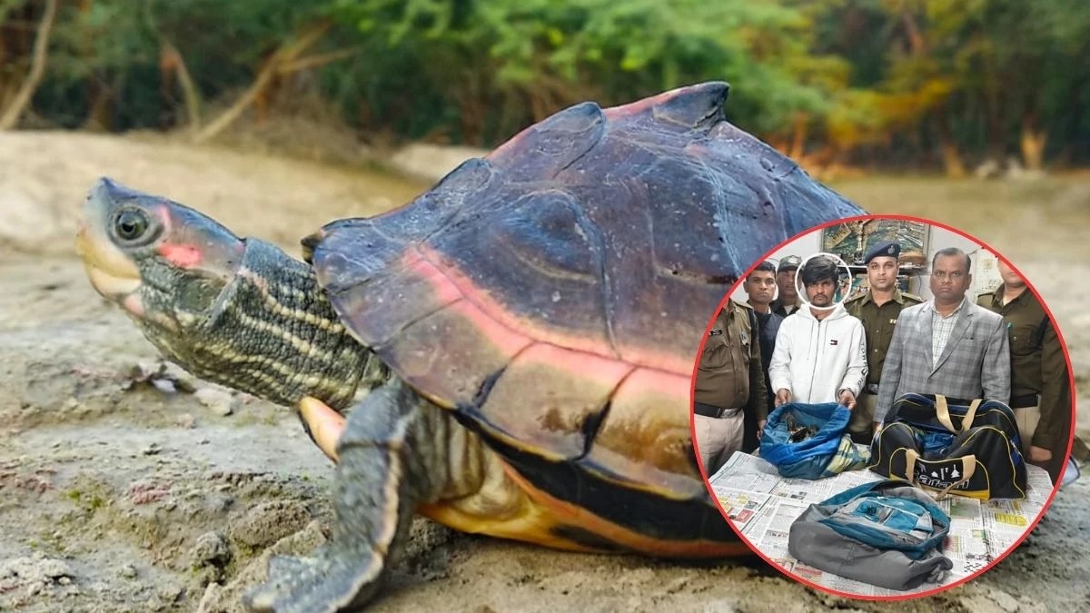 MP.Turtle smuggling busted , railway station, RPF recovers 311, turtles