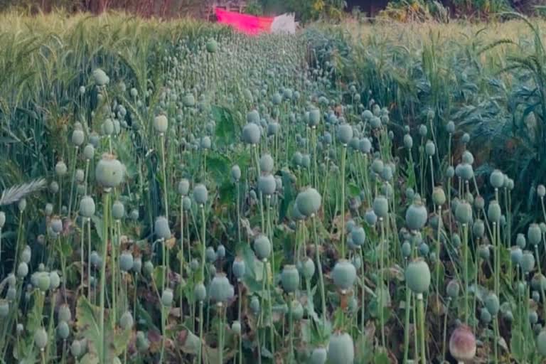 Illegal opium cultivation busted in Raigarh, crop flourishing on one and a half acres