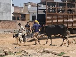 Authorities, raided Islamnagar, recovered, illegal, animal remains.