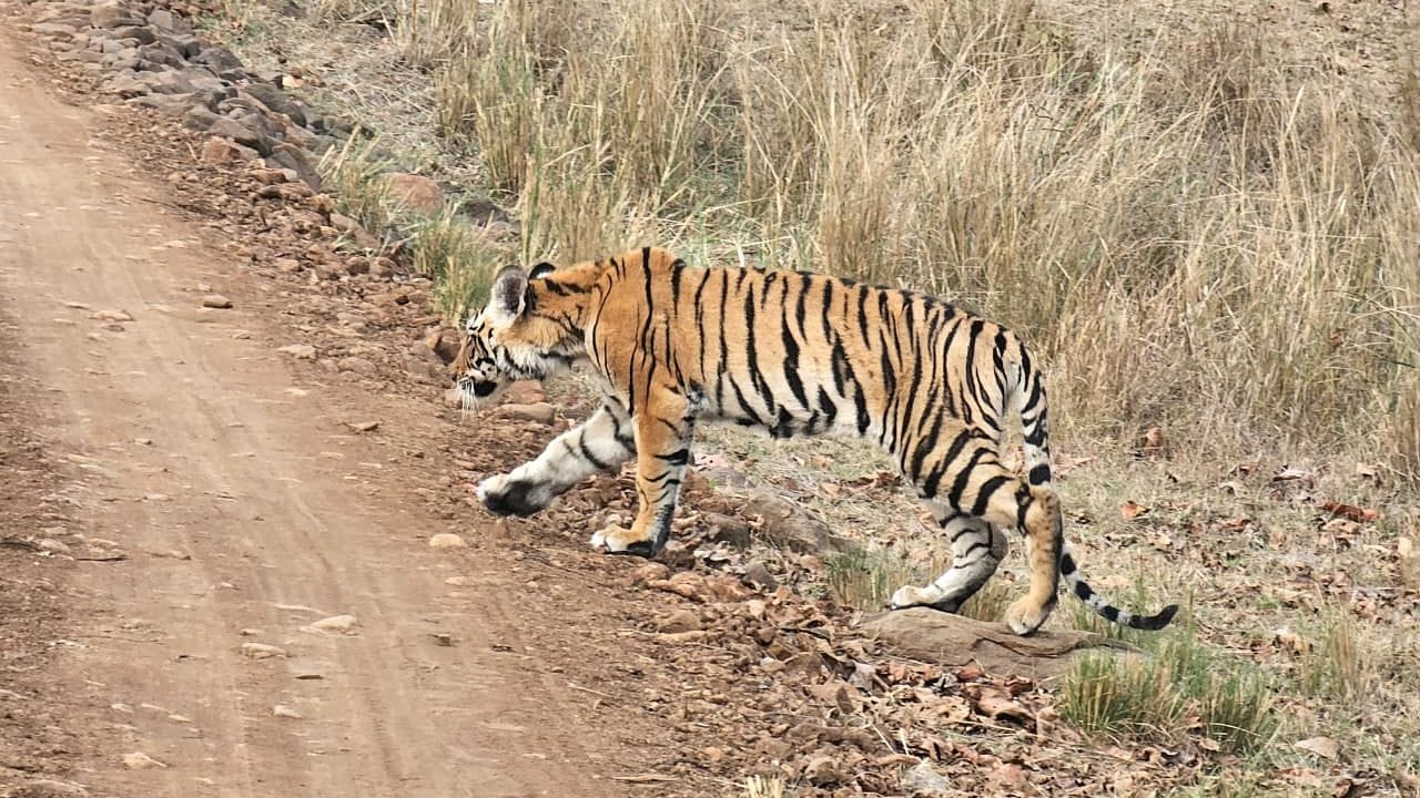 Tiger deaths , Madhya Pradesh ,Tiger State