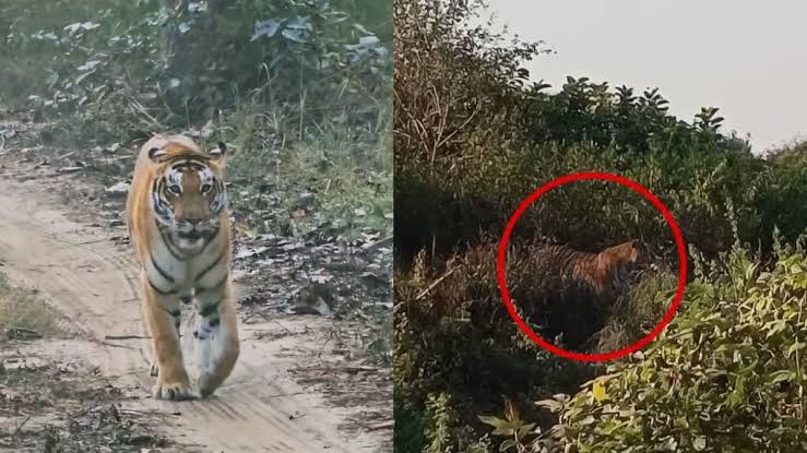 Case , tiger