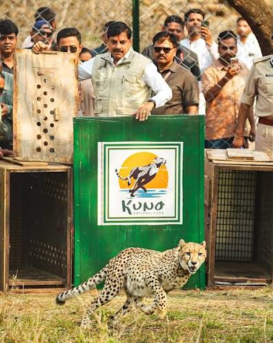  NTCA ,  4 tiger corridors,  Panna ,Bandhavgarh.
