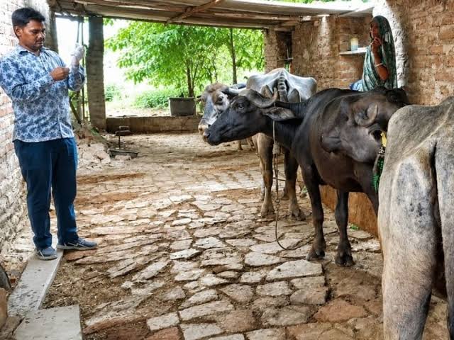 hemorrhagic septicemia vaccination, animals , unvaccinated