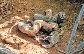   Cheetah family grows in Kuno; 5 cubs born.