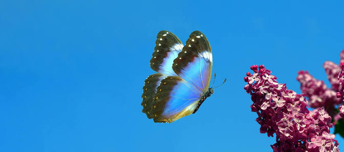   Chhattisgarh to get its first state butterfly; 3 species in the running.