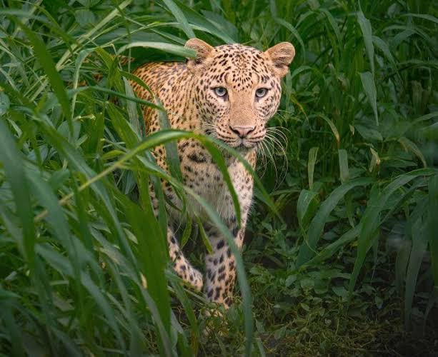 Injured leopard spotted near a residential house in Indore   