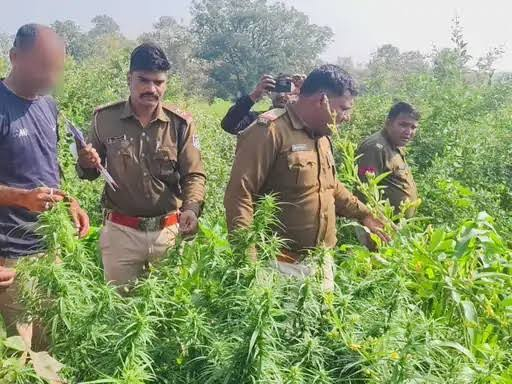  Cannabis being grown under the guise of cotton in Khargone; police make a bust