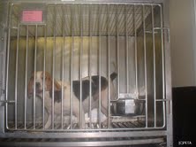 JET AIRWAYS TO PETA: WE WILL NOT SHIP ANIMALS TO THEIR DEATHS IN LABORATORIES